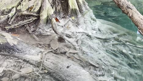close-up-of-tree-roots-growing-in-pristine-clear-water-lake