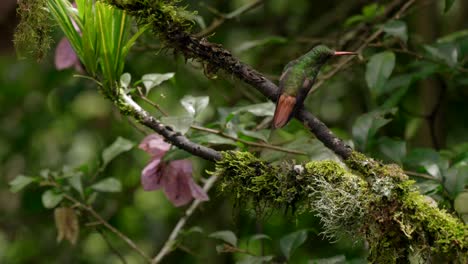Multiple-iridescent-hummingbirds-perch-on-a-branch-and-fly-into-a-forest-in-Ecuador,-South-America