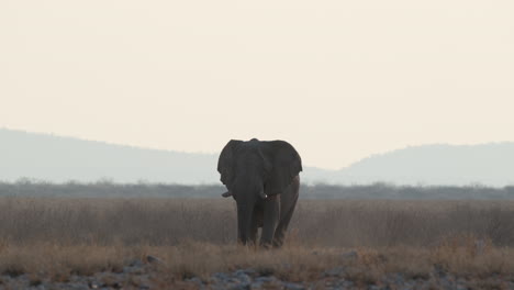 Huge-African-Bush-Elephant-Ears-Flapping-While-Walking-Over-Savannah