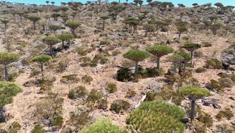 Bosque-En-Peligro-De-Extinción-Con-árboles-Endémicos-De-Sangre-De-Dragón-En-El-Archipiélago-De-Socotra,-Yemen