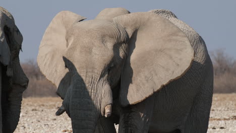Close-Up-Portrait-Of-An-African-Bush-Elephant-On-Their-Habitat-During-Sunny-Day