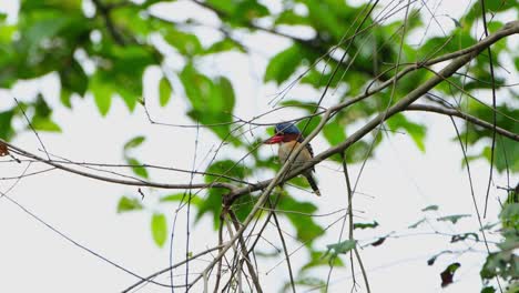Facing-towards-the-left-seen-behhind-twigs,-Banded-Kingfisher-Lacedo-pulchella,-Thailand