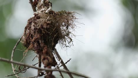 Fliegt-Mit-Nahrung-Auf-Sein-Nest-Zu-Und-Füttert-Dann-Seinen-Nestling,-Den-Olivenrückennektarvogel-Cinnyris-Jugularis,-Thailand
