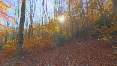 Slide-forward-with-gimbal-Colorful-autumn-in-the-mountain-forest-ocher-colors-red-oranges-and-yellows-dry-leaves-beautiful-images-nature-without-people