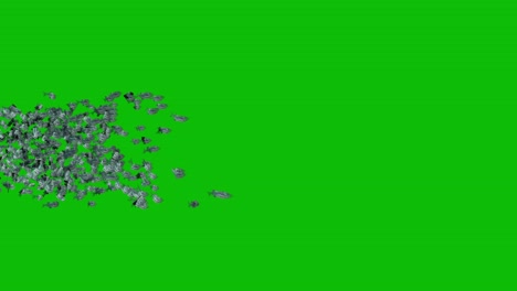 A-school-of-fish-passing-by-on-green-screen-3D-animation-perspective-view