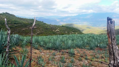 Paisaje-Oaxaca-México-Plantación-De-Agave-Para-Mezcal-Producción-De-Bebidas-Alcohólicas-Bebida-Popular-Mexicana