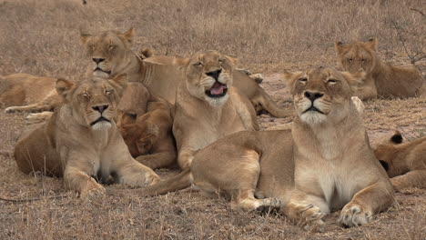 Cute-lion-pride-relaxing-together-with-adults-and-adolescents-cuddled-up-during-the-day-for-a-nap