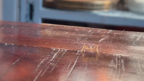 Leafhopper-assassin-bug-Zelus-renardii-insect-closeup-view-walking-around-on-wooden-table-top-interior-detailed-creepy-crawly
