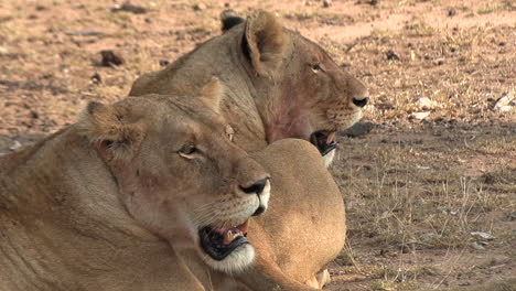 Two-lionesses-panting-in-the-heat-of-the-African-sun