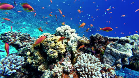 Underwater-aqua-world,-Coral-reef-and-fishes-in-Red-sea,-Egypt,-Dahab