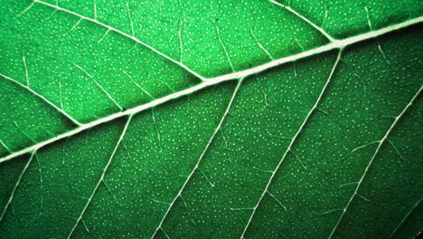Super-macro-shot-of-a-leaf's-veins