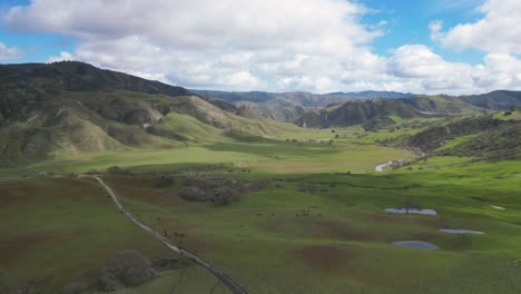 Luftaufnahme-Von-Weidenden-Rindern-In-Wunderschönen-Grünen-Hügeln-Der-Gabilan-Bergkette-In-Kalifornien