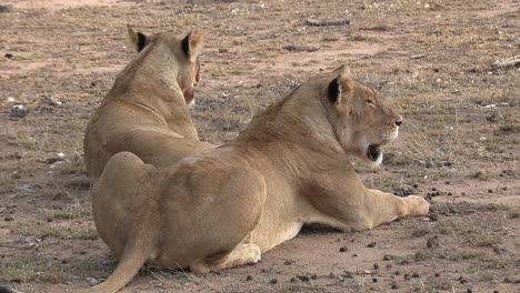 Zwei-Löwinnen-Ruhen-Im-Trockenen-Sand-Der-Afrikanischen-Savanne