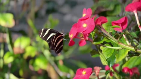 Gestreifter-Zebra-Schmetterling,-Der-Sich-Von-Blüte-Zu-Blüte-Bewegt,-Thront-Auf-Einer-Schönen-Ausstellung,-Tiere,-Käfer,-Natur