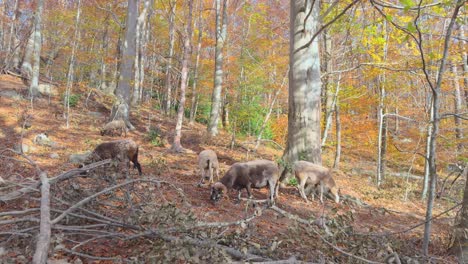 Sheep-and-goats-basking-in-an-autumn-forest-Colorful-autumn-in-the-mountain-forest-ocher-colors-red-oranges-and-yellows-dry-leaves-beautiful-images-nature-without-people