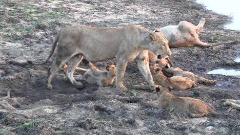 A-lioness-approaching-the-cubs-in-her-pride-at-the-waterhole