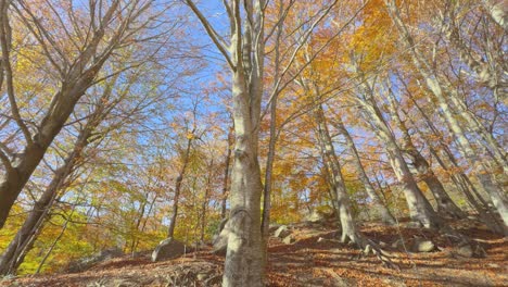 Nahaufnahme-Eines-Schönen-Baumes,-Bunter-Herbst-Im-Bergwald,-Ockerfarbene-Farben,-Rote-Orangen-Und-Gelbtöne,-Trockene-Blätter,-Schöne-Bilder,-Natur-Ohne-Menschen