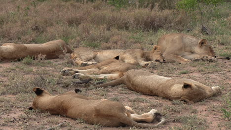 A-pride-of-lions-sleeping-in-a-South-African-game-reserve