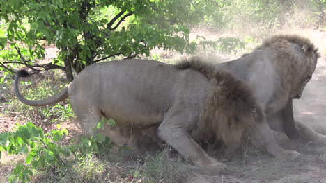 Zwei-Männliche-Löwen-Kämpfen-In-Einem-Afrikanischen-Wildpark-Erbittert-Um-Beute