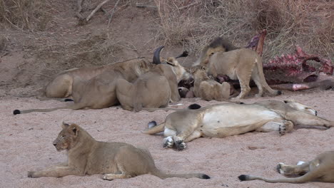 Group-of-lions-feeding-on-buffalo-carcass,-others-resting
