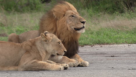 Two-lions-resting-on-a-paved-road-with-a-gentle-breeze-blowing