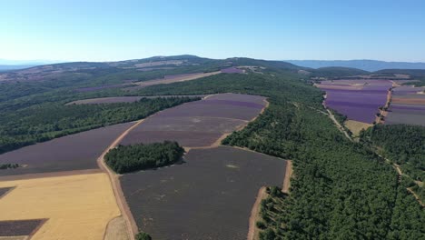 Luftaufnahme-Eines-Lavendelfeldes-In-Der-Provence-In-Voller-Blüte