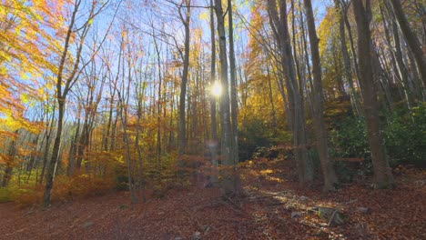 Sunbeam,-flash-in-a-forest-Colorful-autumn-in-the-mountain-forest-ocher-colors-red-oranges-and-yellows-dry-leaves-beautiful-images-nature-without-people