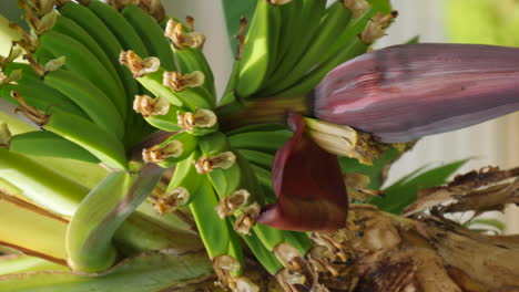 Banana-flower-bud-with-green-fruit-growing---close-up-vertical-format