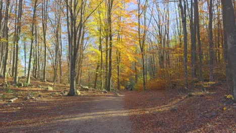 Dirt-road,-European-forest,-November-Colorful-autumn-in-the-mountain-forest-ocher-colors-red-oranges-and-yellows-dry-leaves-beautiful-images-nature-without-people