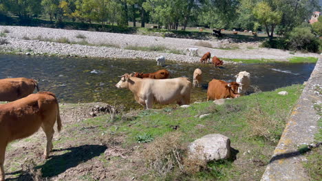 Rebaño-De-Vacas-Y-Terneros-Cruzando-Lentamente-El-Río-Bajo-La-Luz-Del-Sol