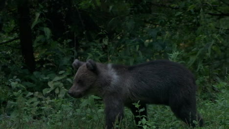 Slow-motion-handheld-footage-of-Bear-cub-walking-through-jungle-area