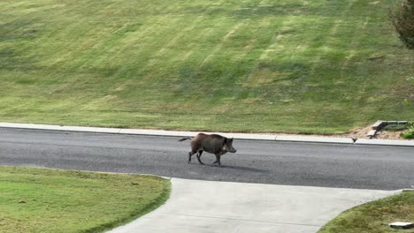 Wild-Boar-Pig-trotting-walking-down-street-in-residential-neighborhood-scary-sighting-wildlife-invasion-danger-visit-animal