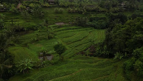 Lebendige-Grüne-Felder-Mit-Kokospalmen-Und-Landwirtschaftlichen-Feldern-In-Bali,-Indonesien