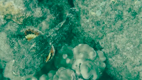 Reef-Stonefish-slowly-swim-over-rocky-bottom
