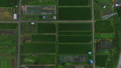 Aerial-view-above-rice-fields-and-plantations,-in-Nagano,-Japan---Top-down,-drone-shot