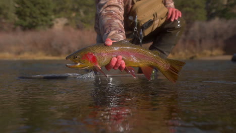 Fisherman-lifts-colorful-Cutthroat-Trout-with-red-gills-from-fishing-river