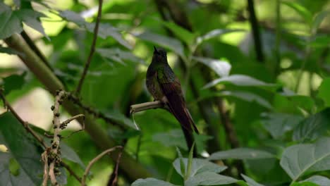 A-hummingbird-perches-on-a-branch-in-a-forest-in-Ecuador,-South-America