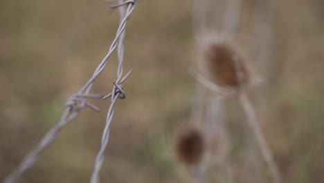 Barbed-wire-with-dry-thistle