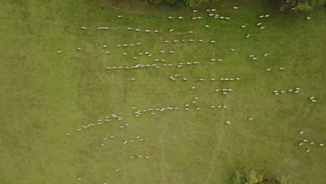 Aerial-view-of-flock-of-sheep-grazing-on-green-meadow