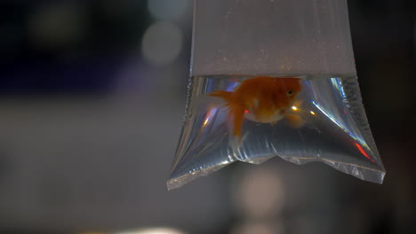 In-transparent-bag-with-water-is-swimming-goldfish