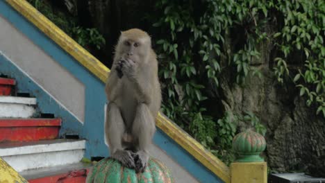 At-Batu-Caves-Malaysia-man-give-to-monkey-food-and-she-is-sitting-on-railing-and-eating