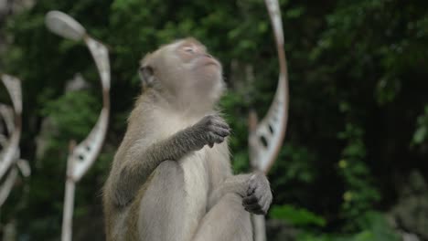 At-Batu-Caves-Malaysia-seen-monkey