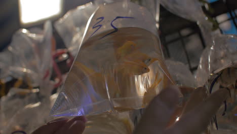 In-transparent-bag-with-water-are-swimming-goldfish