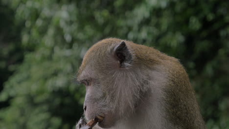 Vista-Cercana-De-Macacos-En-Las-Cuevas-De-Batu-Sobre-Fondo-Verde-Borroso-Gombak-Selor-Malasia