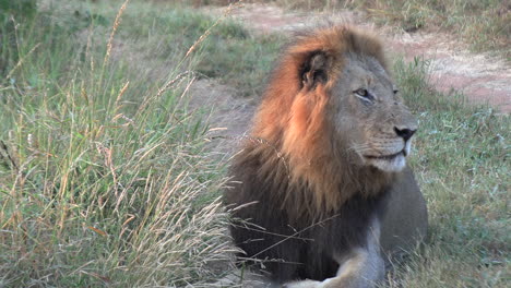 A-male-lion-looks-sharply-to-his-left-after-spotting-something-of-interest