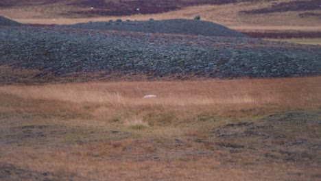 White-arctic-fox-prowling-windy-grassy-nordic-tundra-in-Iceland