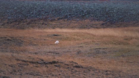 Arctic-fox-with-white-fur-trotting-in-grassy-nordic-landscape,-Iceland