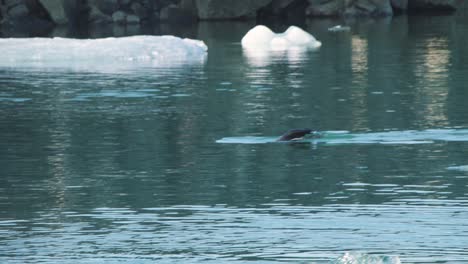 Seal-swimming-in-sea-water-between-ice-floes,-going-underwater