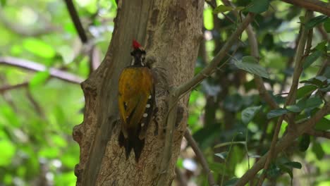 Digging-and-eating-something-from-the-burrow-of-this-tree-in-the-forest,-Common-Flameback-Dinopium-javanense,-Thailand