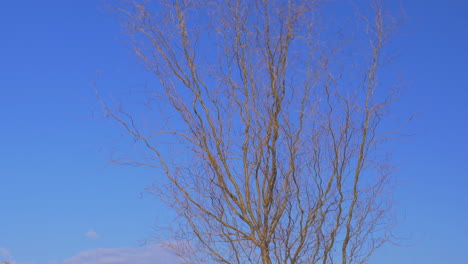 Bare-tree-waving-in-the-wind
